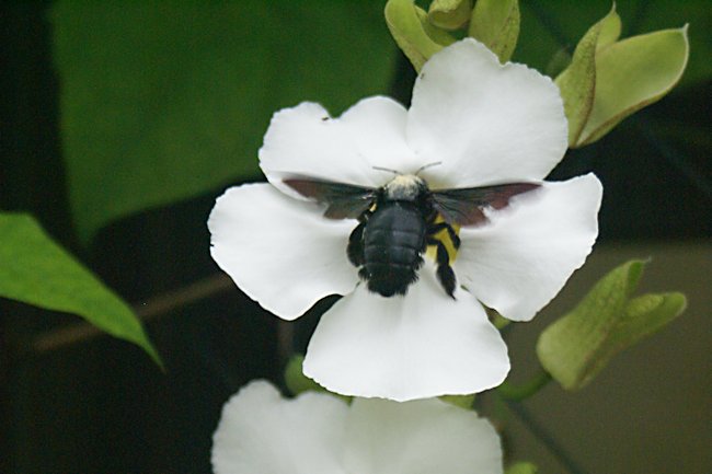 Singapore Carpenter Bees