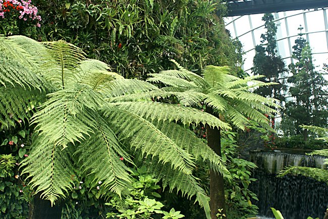 Cloud Forest Dome Waterfalls in Singapore