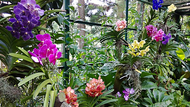 National Orchid Garden