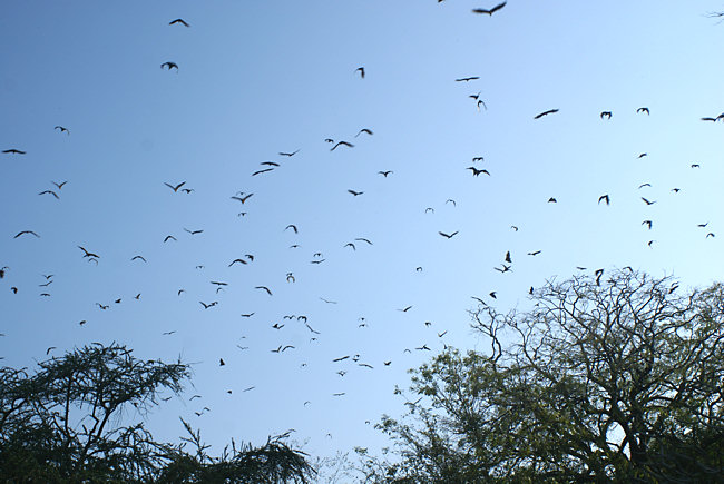 Flying Fox Fruit Bats