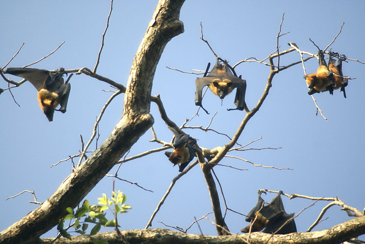 Flying Fox Fruit Bats
