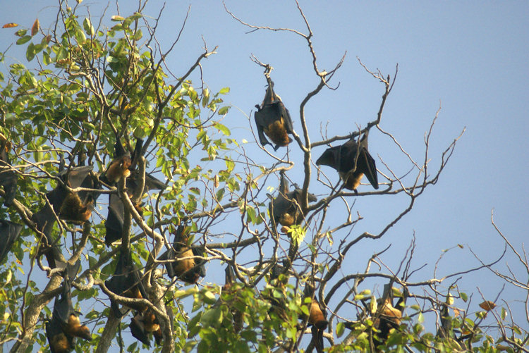 Flying Fox Fruit Bats