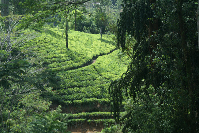 Ceylon tea plantations