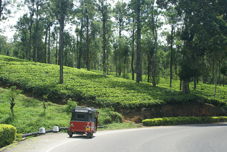 Ceylon tea