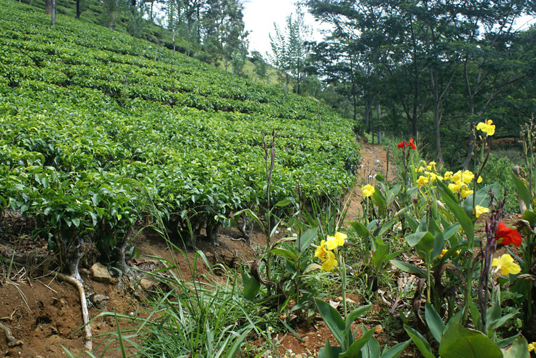 Ceylon tea plantations in Sri Lanka