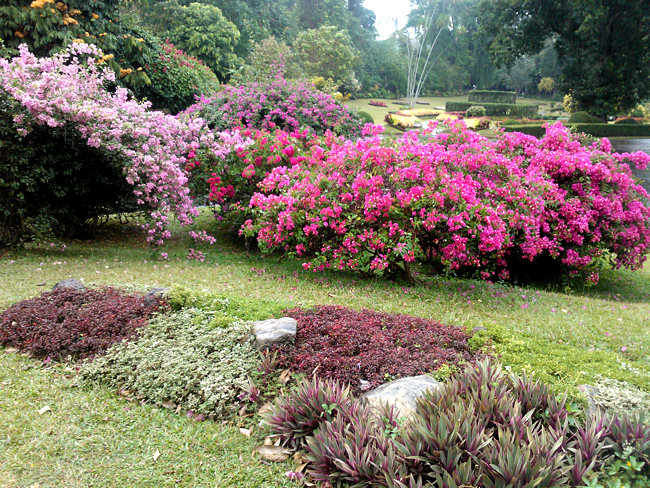 Peradeniya Royal Botanical Gardens Sri Lanka