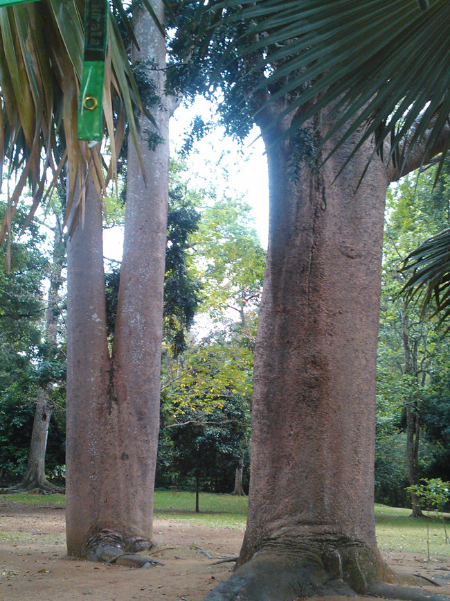 Giant Australian Trees