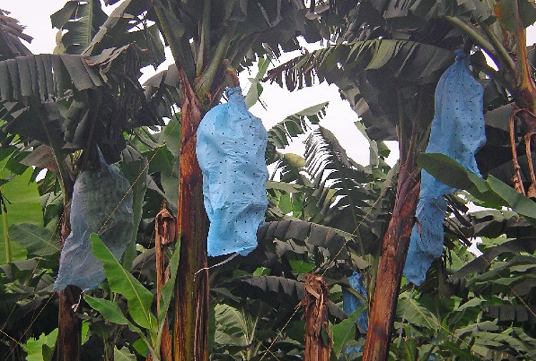 Sri Lankan banana crop