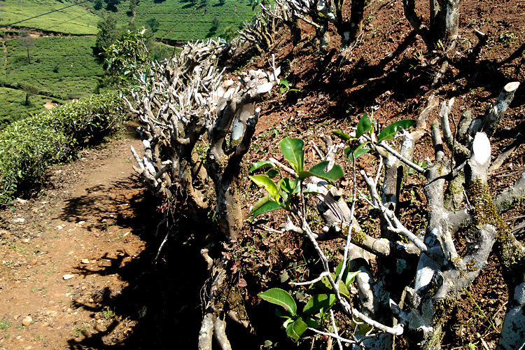 Ceylon Tea Plantations in Sri Lanka