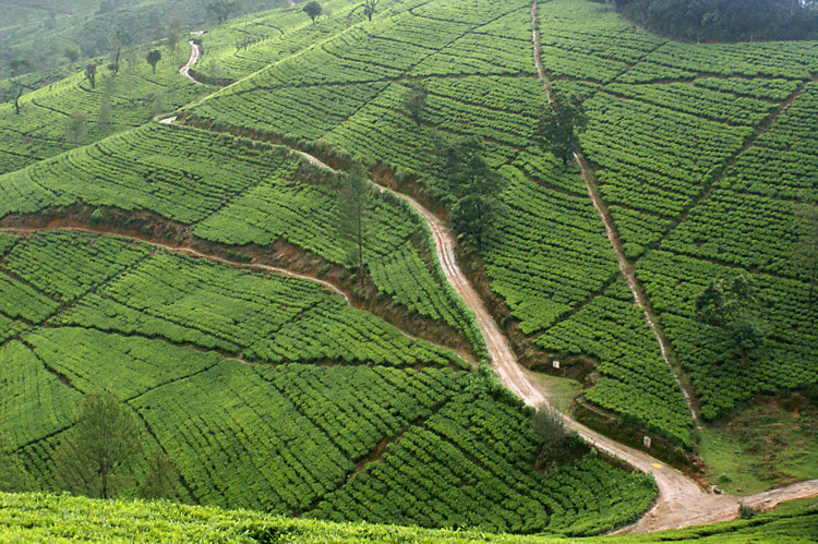 Ceylon Tea Plantations in Sri Lanka