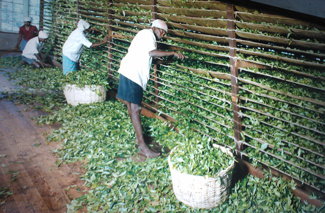 Ceylon Tea Factory