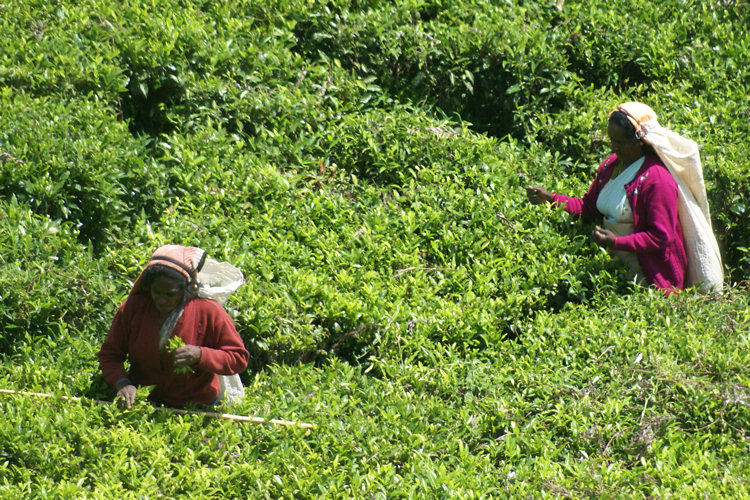 Tea Plantations Workers