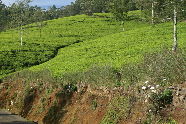 Ceylon Tea Plantations in Sri Lanka