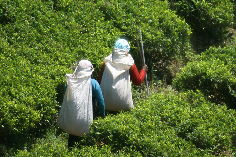 Tea Plantations Workers