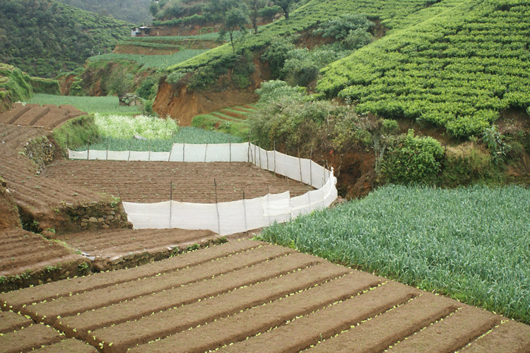Ceylon Tea Plantation Workers village