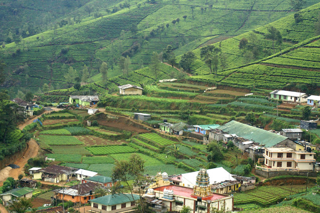 Ceylon Tea Plantation Workers village
