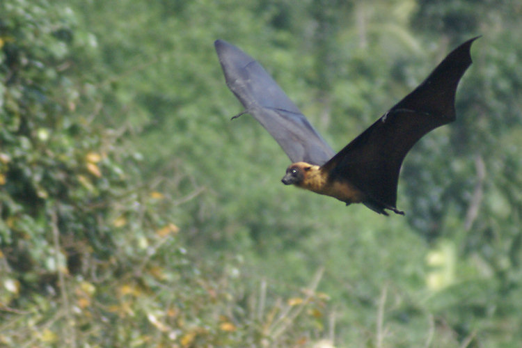 flying fruit bats