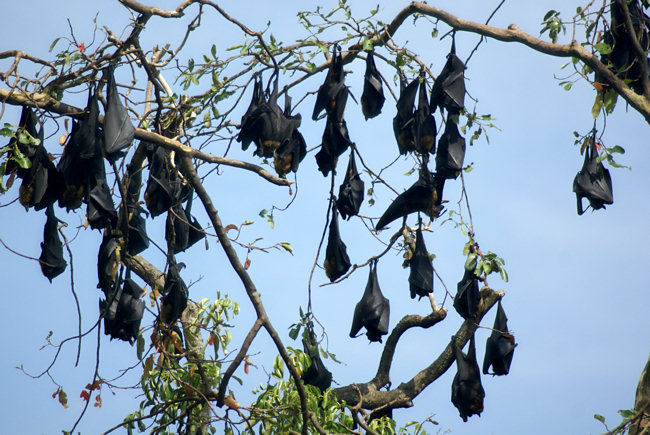 fruit bats