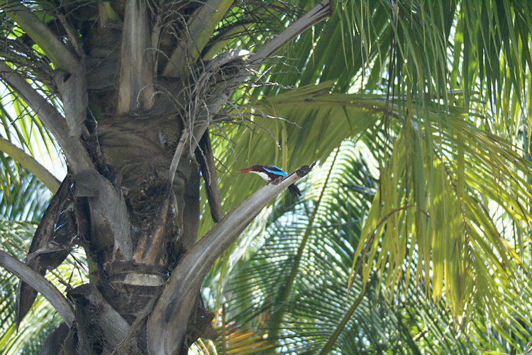 Sri lankan King Fisher