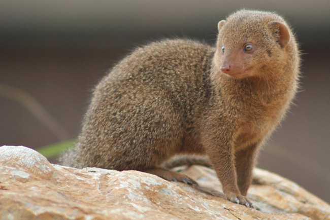 Sri Lankan Mongoose