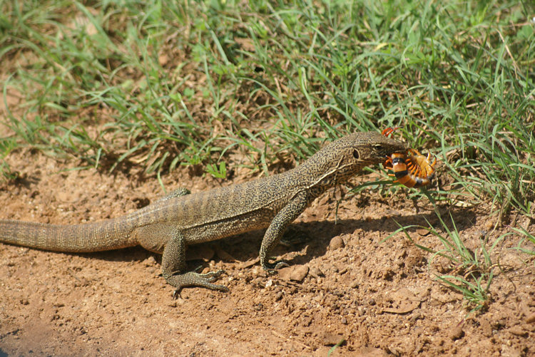 Sri Lankan Land Monitor lizard