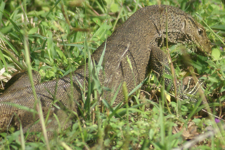 Sri Lankan Land Monitor lizard