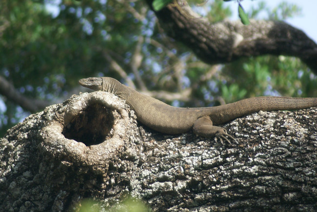 Sri Lankan Land Monitor lizard
