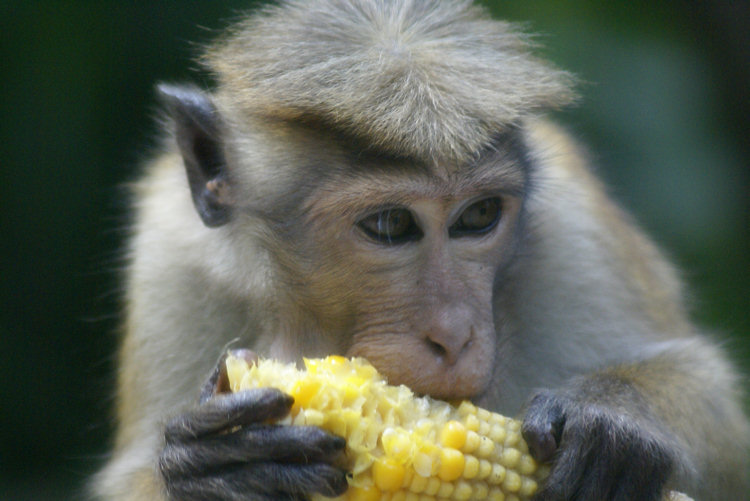 Bonnet Macaque