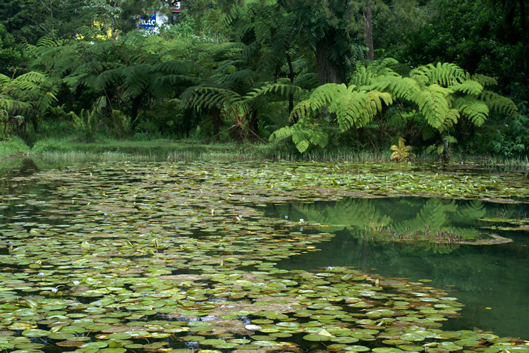 Victoria Park Water Garden