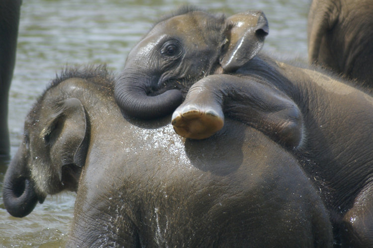 Pinnewala Elephant Orphanage in Sri Lanka