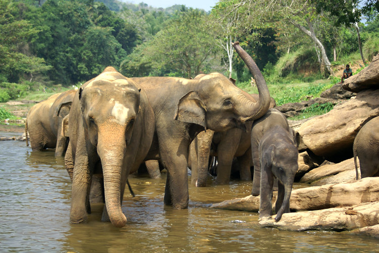 Pinnewala Elephant Orphanage in Sri Lanka
