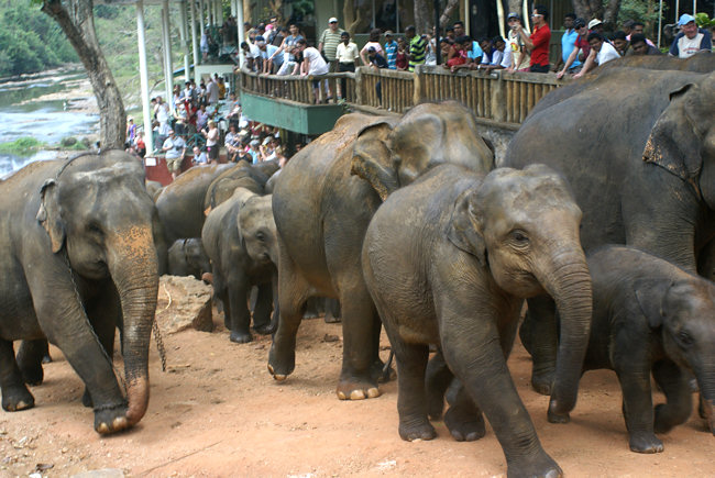 Pinnewala Orphanage in Sri Lanka