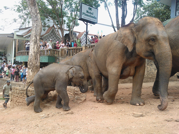 Pinnewala Orphanage in Sri Lanka