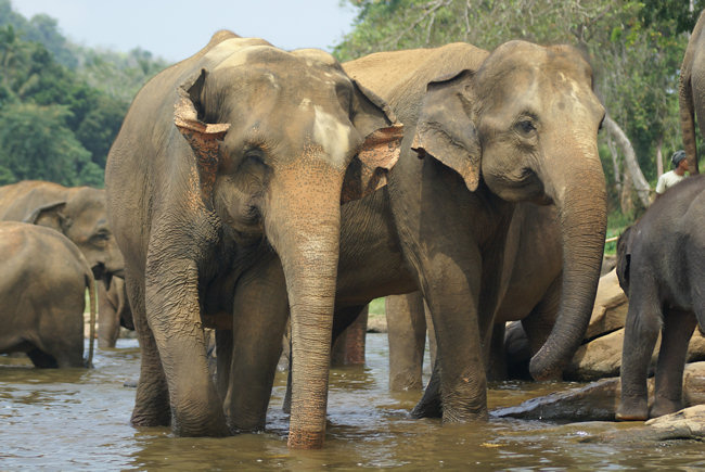 Pinnewala Elephant Orphanage