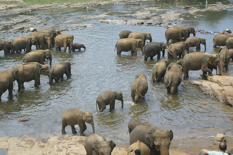 Pinnewala Elephant Orphanage