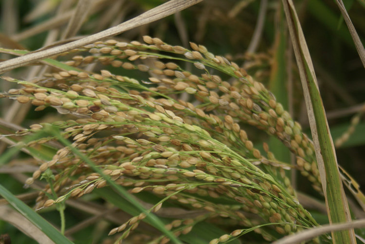Rice growing in Sri Lanka