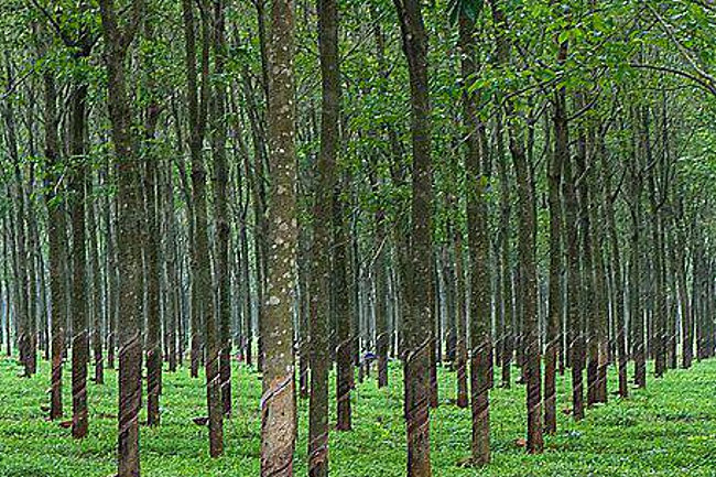 Rubber tree plantations