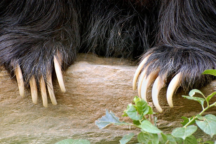 Sloth Bears Of The Yala National Park In Sri Lanka