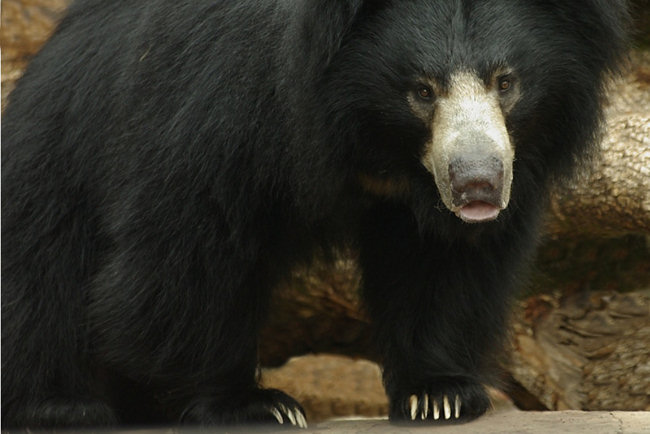 Sloth Bears