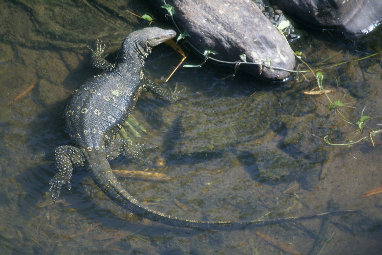 Monitor Lizard  