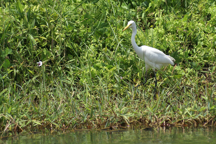 Muthurajawela Marsh Nature reserve White Heron 