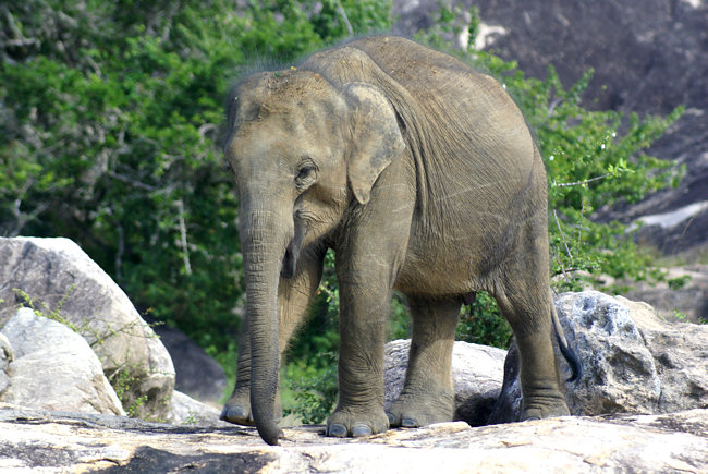 Yala National Park Elephants