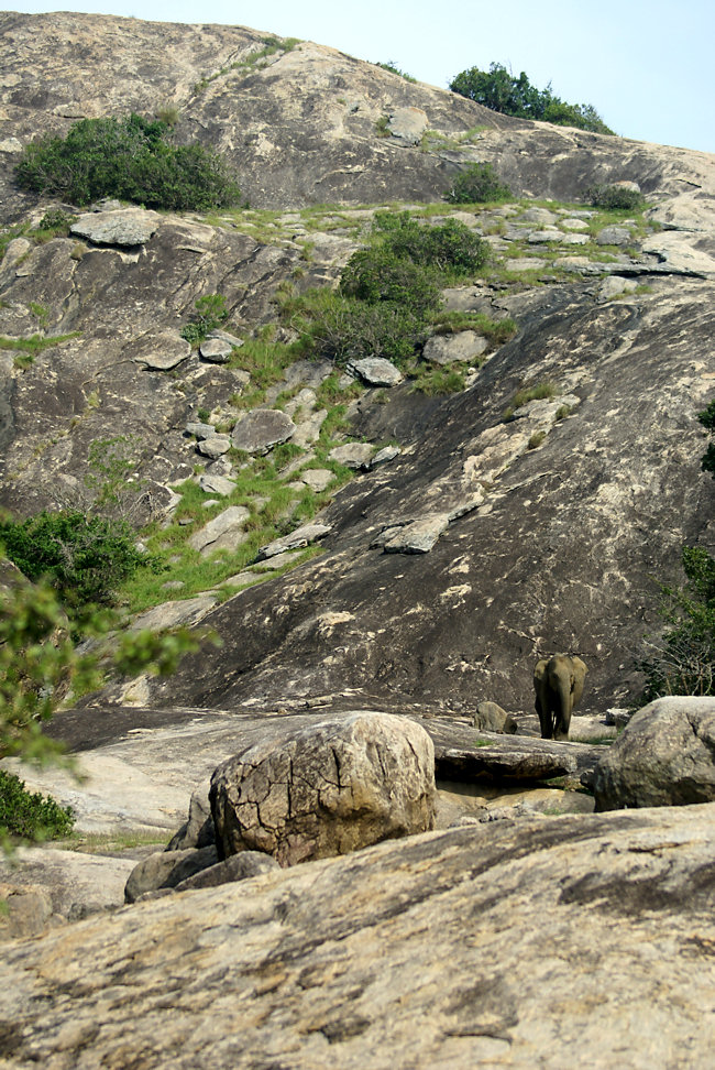 Yala National Park