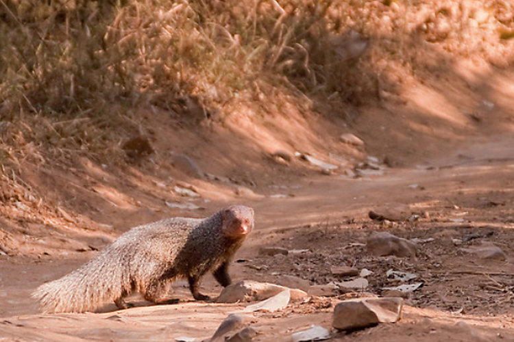 Mongoose