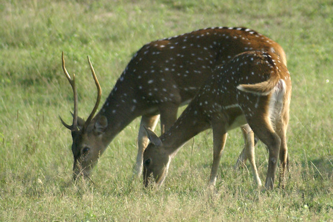 Sri Lankan Axis Spotted Deer