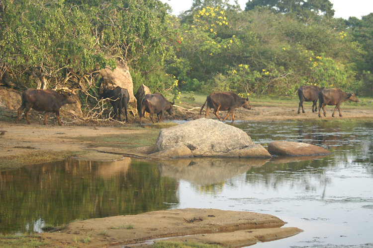  Wild Water Buffalo