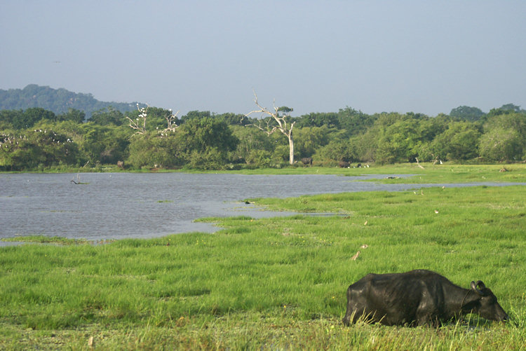  Wild Water Buffalo