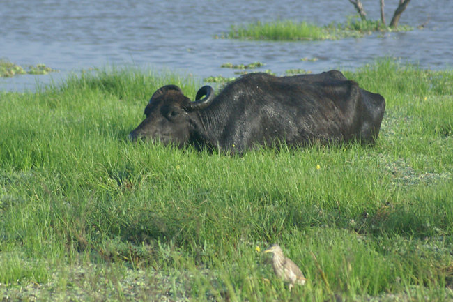  Wild Water Buffalo