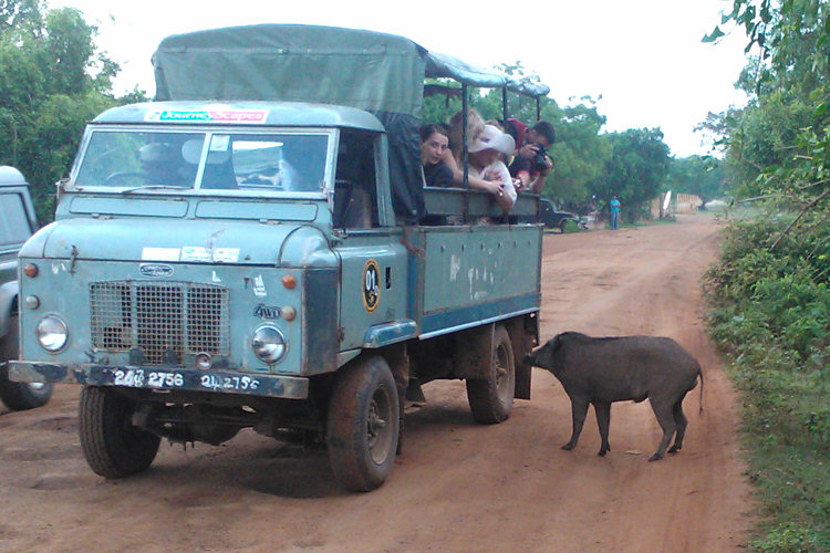 Sri Lankan Wild Boar