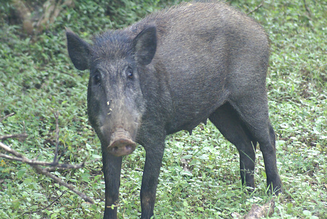 Yala National Park Sri Lankan Wild Boar